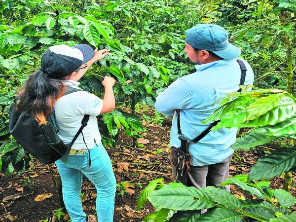 A los pequeños productores de café se les brindará asistencia técnica para cumplir con los nuevos estándares de mercado hasta mejorar la calidad del aromático.