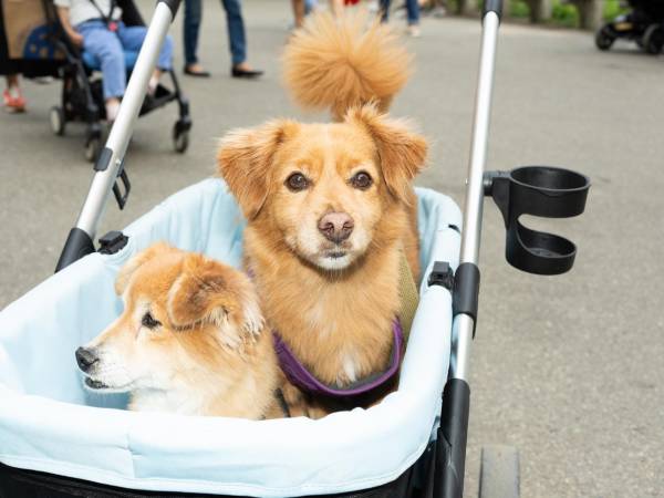 A James Serpell, un experto en bienestar animal, le preocupa que mascotas “no expresen su naturaleza perruna y gatuna”.