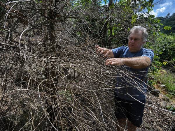 La sequía ha disparado los precios del café. Un agricultor cerca de São Paulo, Brasil.