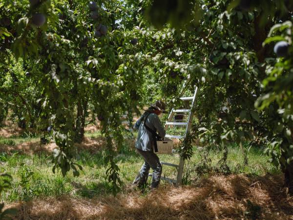 El Valle Central de California produce alrededor del 40 por ciento de las frutas, verduras y nueces cultivadas en EU.