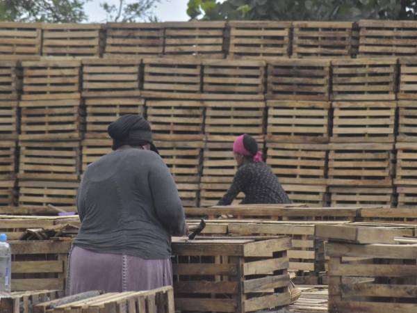 Diez mujeres curtidas por el sol trabajan varias horas al día en la elaboración de nasas. El trabajo no es muy costoso, aunque tuvieron una capacitación para poder ingresar al oficio.