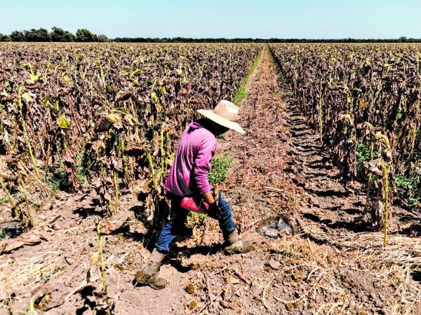 De acuerdo con Ginés Suárez, el BID trabaja con la Secretaría de Infraestructura y Transporte para desarrollar un análisis de cómo serán las inundaciones en el valle de Sula para tomar medidas a tiempo.