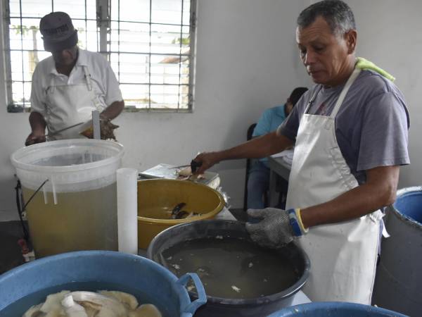 En el laboratorio de Digepesca de La Ceiba, el caracol extraído de los bancos de pesca pasa por rigurosas inspecciones para confirmar que los pescadores cumplan con las medidas de regulación establecidas.