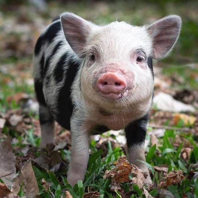 Fernando se enteró de esto a partir de un grupo llamado ‘Mini pig Argentina’, donde varias personas que tienen a este animal como mascota buscan informar sobre la adopción responsable y hacer un seguimiento para que tengan todos los cuidados y puedan desarrollarse en el mejor ambiente posible.