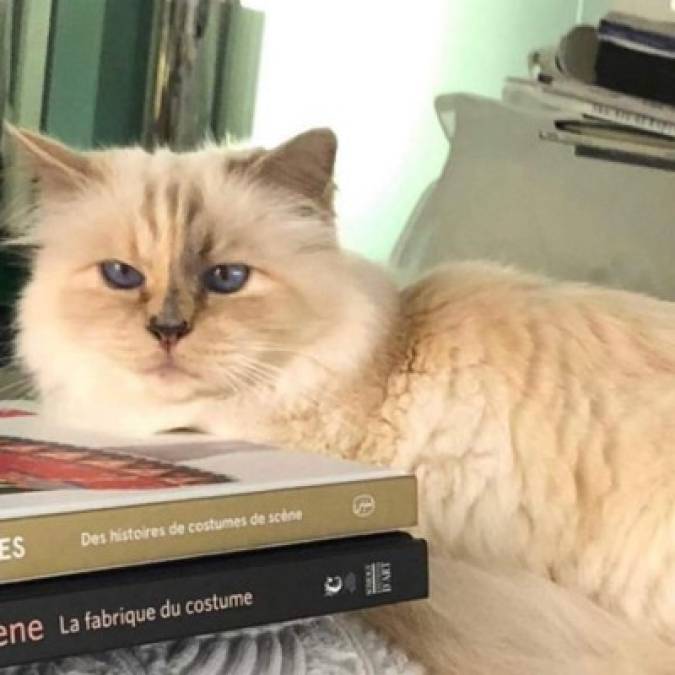 Choupette, con sus 50,000 seguidores en Twitter y sus 122,000 en Instagram, la han convertido en una influencer.