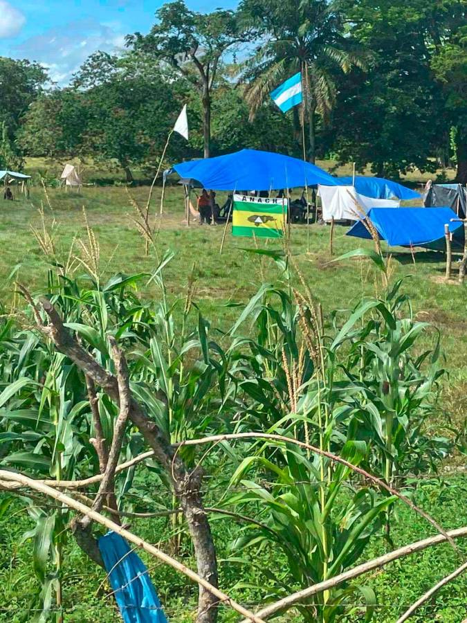 Campesinos extienden invasiones en fincas de palma hasta Atlántida