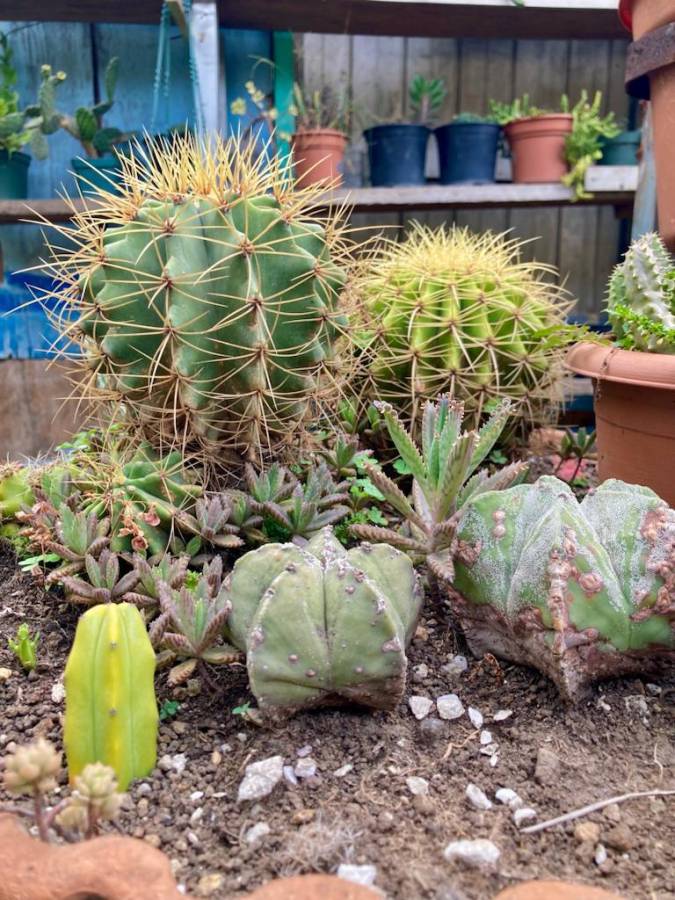 ¡Fascinación por las Plantas!: Los 10 tipos de flores que mejor se adaptan al calor