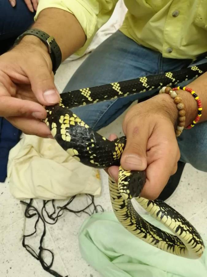 Detienen a hombre por transportar ilegalmente 112 serpientes en Choluteca