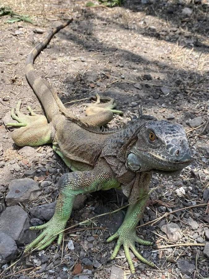 El principal objetivo es la repoblación de iguanas de la región.