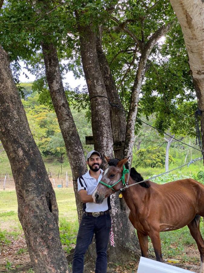 Los caballos han mejorado sus condiciones de vida.