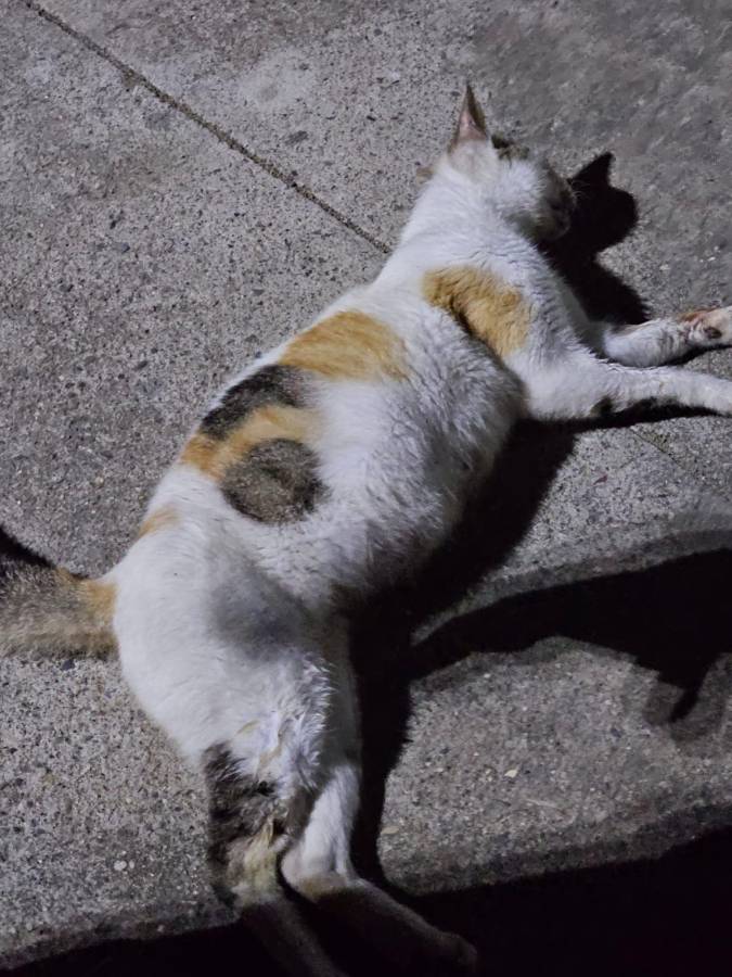 Fotografía compartida por pobladores de la colonia de uno de los gatitos envenados.