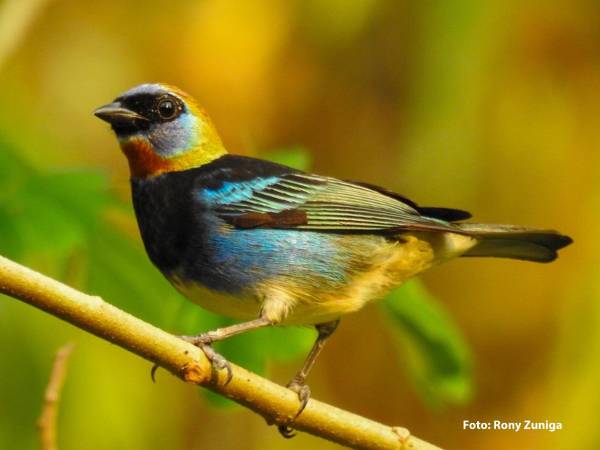 <b>Omoa será sede del quinto festival educativo de aves mediante el cual se impulsará la importancia de conservar los Subsistemas de Áreas Protegidas Cuyamel-Omoa.</b>