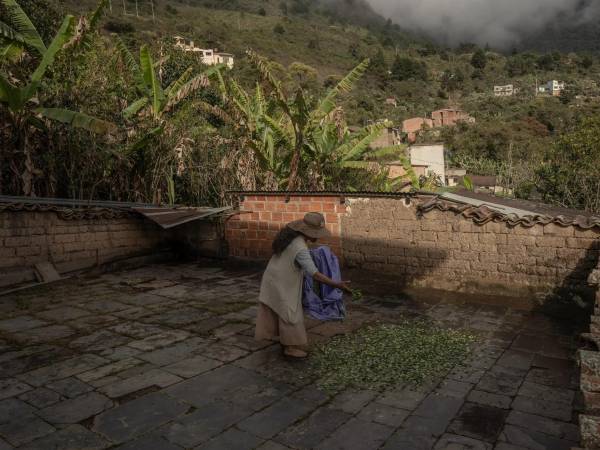 Cultivar, vender y consumir la hoja de la coca es legal en Bolivia.