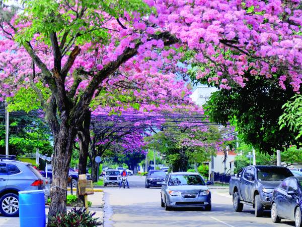 <b>Los árboles de macuelizo de la 33 calle serán de diferentes colores.</b>
