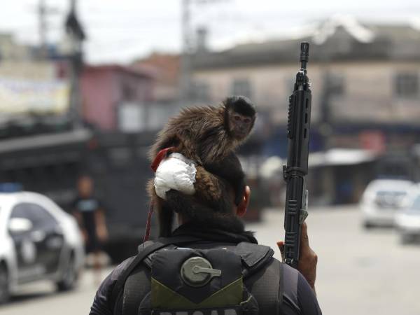 Al menos veinte personas murieron y medio centenar fueron detenidas este martes en medio de una gran operación policial contra el Comando Vermelho, una de las más poderosas bandas del crimen organizado de Río de Janeiro. Fotos EFE