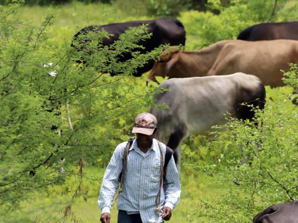 Fotografía de un campesino pastoreando ganado en una propiedad privada, el 02 de agosto de 2024, en el municipio de Comayagua, región central (Honduras).