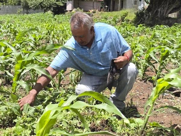 Fotografía del 16 de julio de 2026 que muestra al campesino hondureño Isidro Rodríguez revisando la siembra en una parcela de maíz en Santa Ana (Honduras). EFE/ Germán Reyes