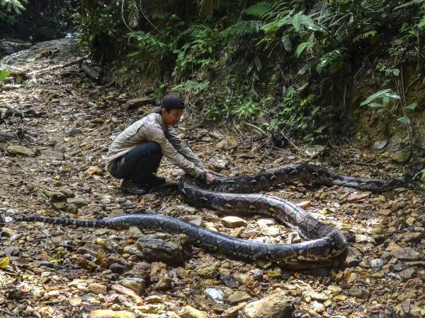 Los ataques de serpientes pitón a humanos se han incrementado en Indonesia.