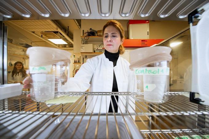 Sangre falsa para luchar contra mosquitos del dengue y malaria