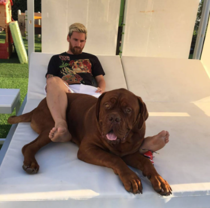 El Dogo de Burdeos de Messi está valorizado entre 80 mil dólares (casi dos millones de lempiras) siendo también uno de los símbolos caninos de Francia.