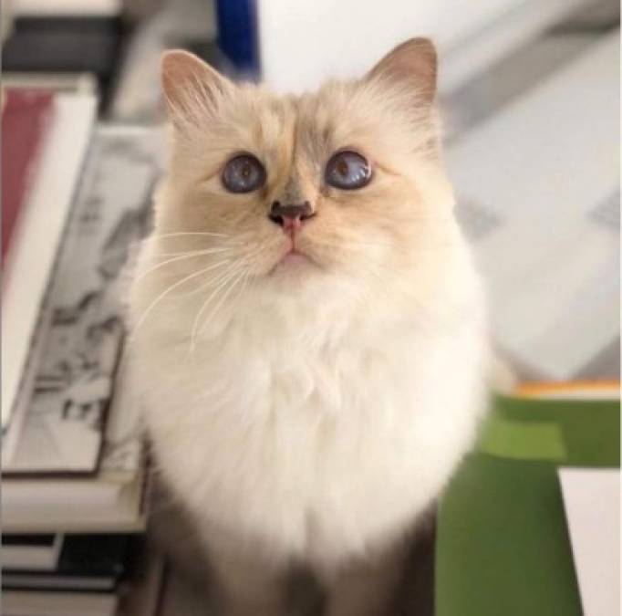 La gata no aparecía en publicidades de comida.