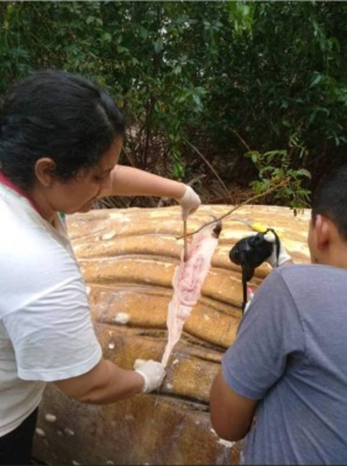 El equipo comezó a extraer parte de la piel, así como su carne para preservar su estructura ósea para ser examinada.