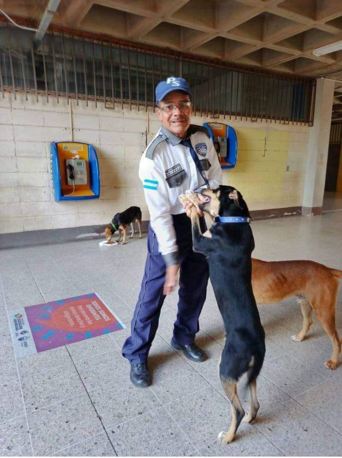 El coordinador de Patitas UNAH también agregó que parte de los recursos es obtenida por algunas secciones de clases que imparte la máster Patricia Andino por medio de su proyecto social, en cada período los alumnos hacen donación de alimentos, también la comunidad universitaria los apoya comprando algunos productos como botones, stickers, rifas, colectas, “Recibimos apoyo de rescatistas independientes y algunas asociaciones para brindar ayuda a los animales”, destacó Enersy O’Hara.