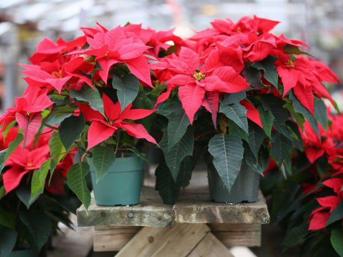 ¿Cómo hacer que tu pascua florezca y dure más tiempo?