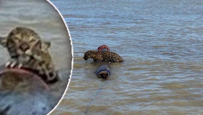 Insólito: Rescatan a jaguar que nadaba en aguas del mar Caribe