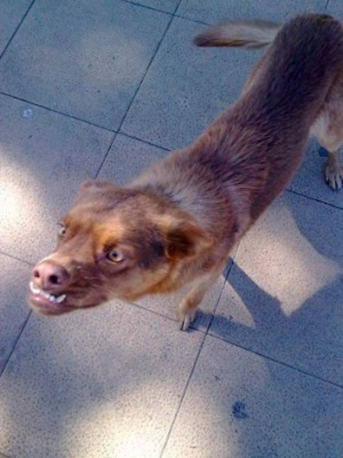 La historia de Chilaquil nos llega desde la Patagonia, ya que Chile es el país de origen del singular animal.