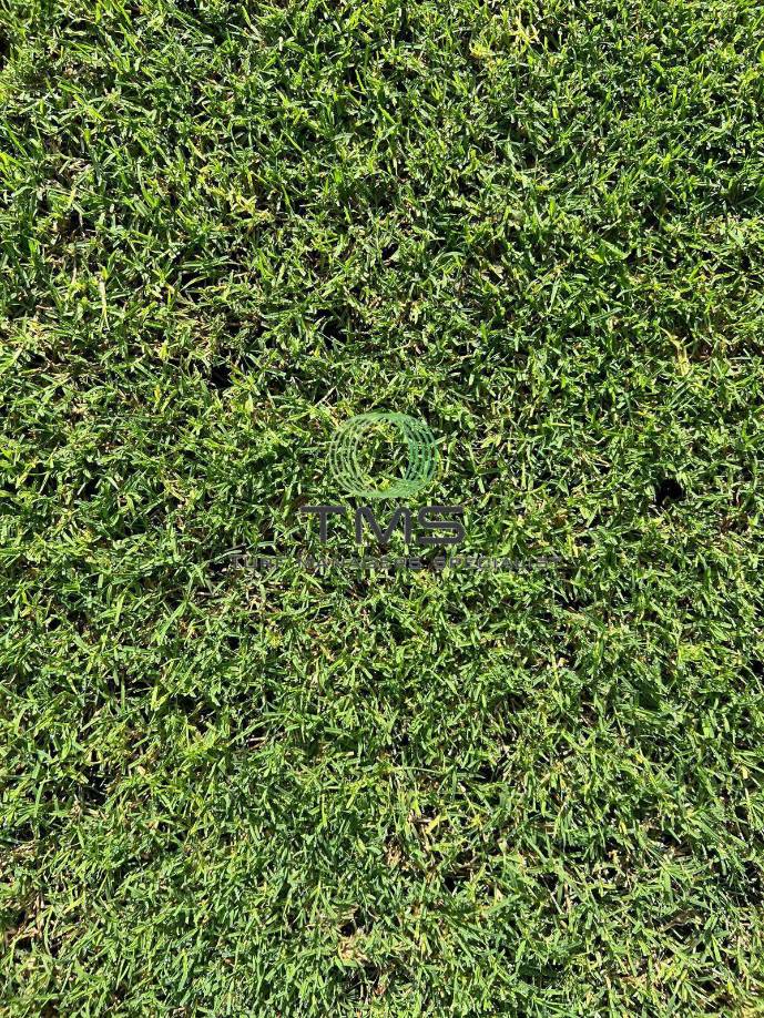 Estas son las más recientes imágenes de cómo luce el estadio Morazán de San Pedro Sula y que fueron compartidas por la empresa TMS.