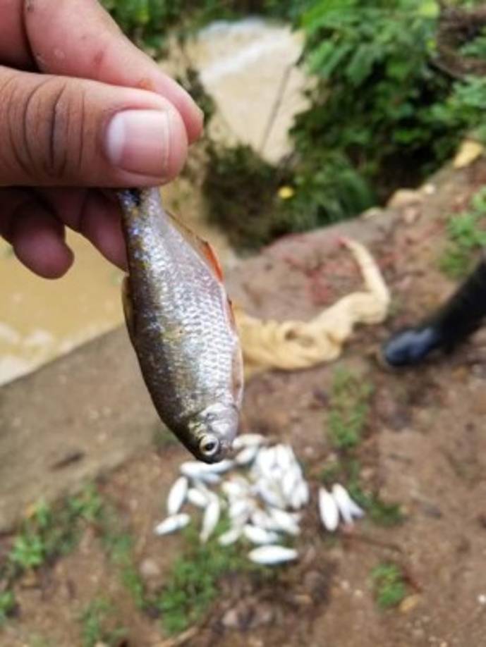 Aunque los pobladores del departamento de Yoro atribuyen que el fenómeno es de procedencia divina.