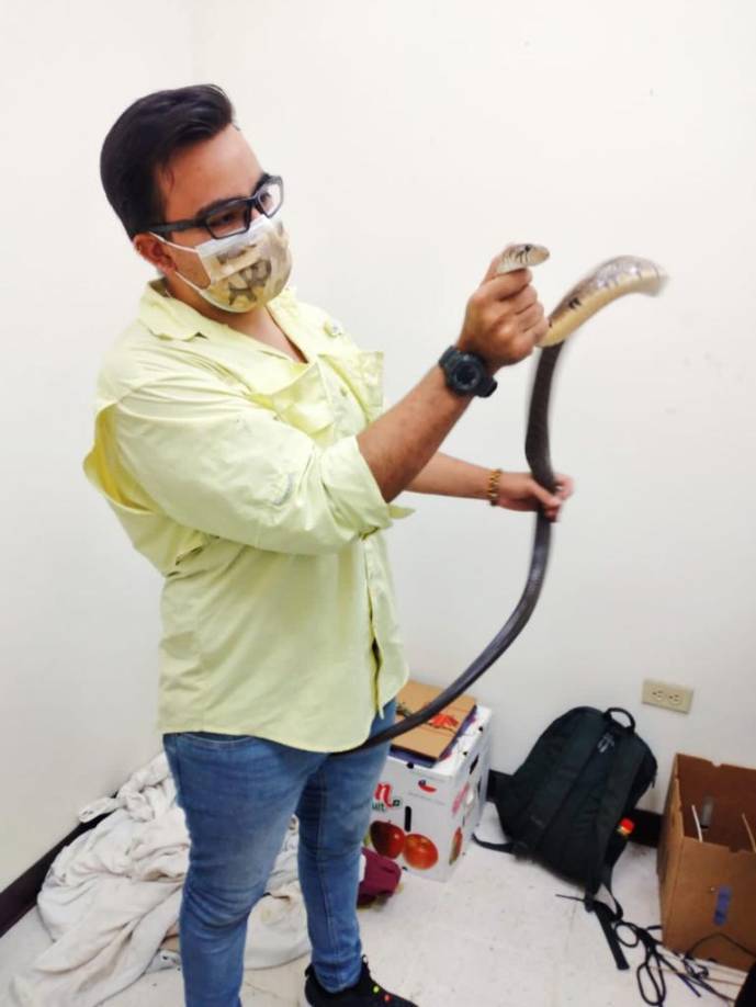 En total fueron contabilizadas 112 ejemplares, entre los que destacan animales como falsos corales, tamagaz verde, zumbadora de pestaña, bejuqillo verde, micas y pichetes lisos.