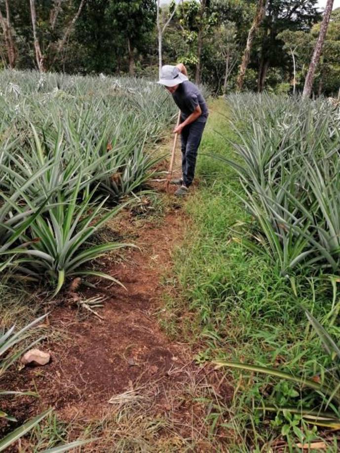 Además de jugar en la Liga Mayor, Francisco Martínez ha trabajado de forma ardua en el campo. Hoy su vida ha cambiado ya que formará parte del Marathón, uno de los clubes grandes de la Liga Nacional de Honduras.