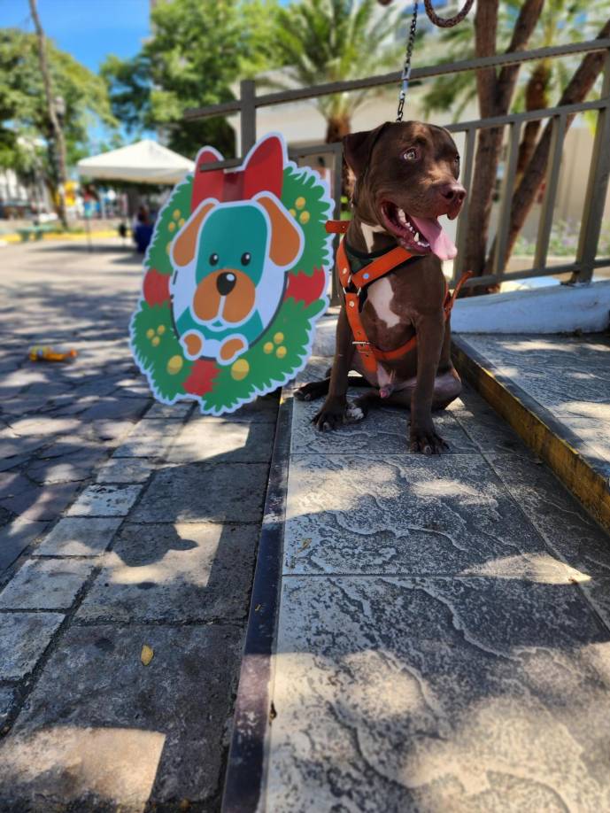 Tanya Panameño, encargada de la veterinaria The Dog Shop, describió que Rocky fue adoptado por una familia en las cercanías de San Pedro Sula. 
