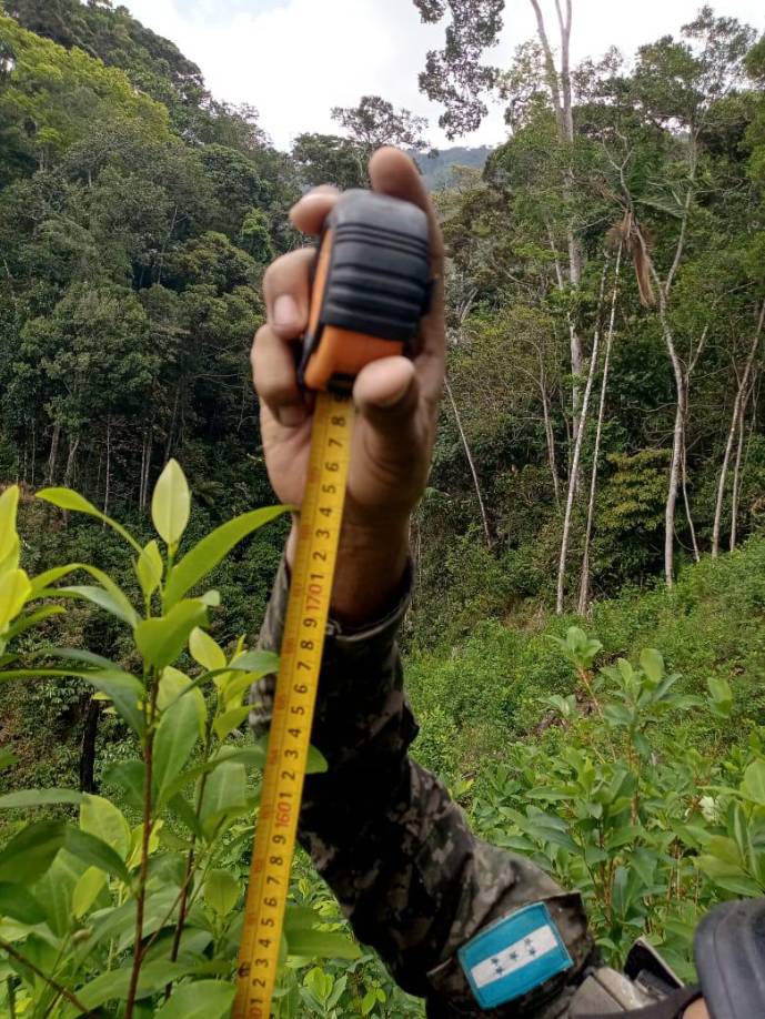  Las plantas de hoja de coca tenían un tamaño promedio de 1.70 metros de altura.