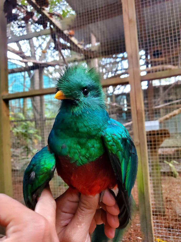 Sus plumas brillan con tonos iridiscentes de verde, azul y dorado, con un pecho rojo intenso.