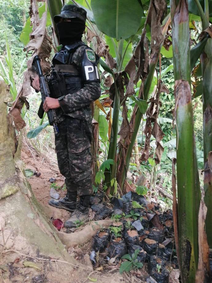 En la propiedad habían dos parcelas cultivadas de hoja de coca de 15 manzanas cada una.