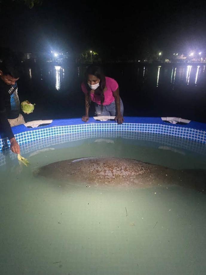 Autoridades revelaron que el manatí presentaba varias lesiones. 