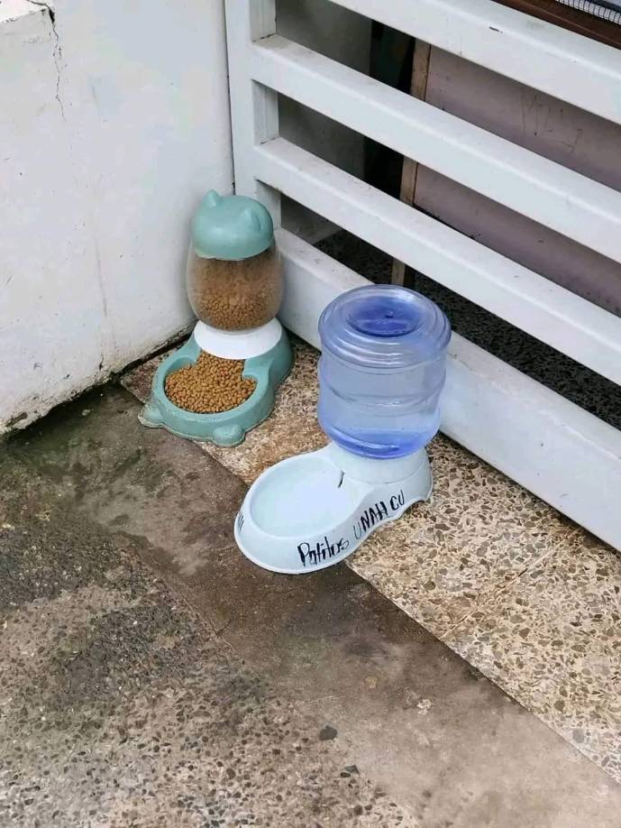 Aproximadamente se atiende a más de 25 animales entre gatos y perros y no se descarta la posibilidad de ayudar a otras especies, siempre con la ayuda de los expertos, cuando algún animal requiera una atención especial.