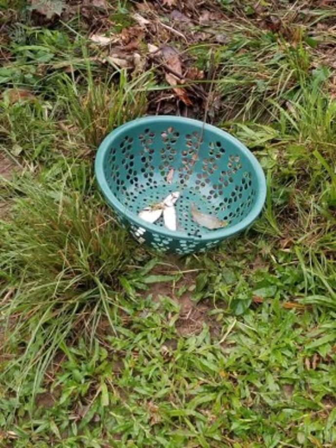 Algunos pobladores de Yoro recogieron los peces en cestas.
