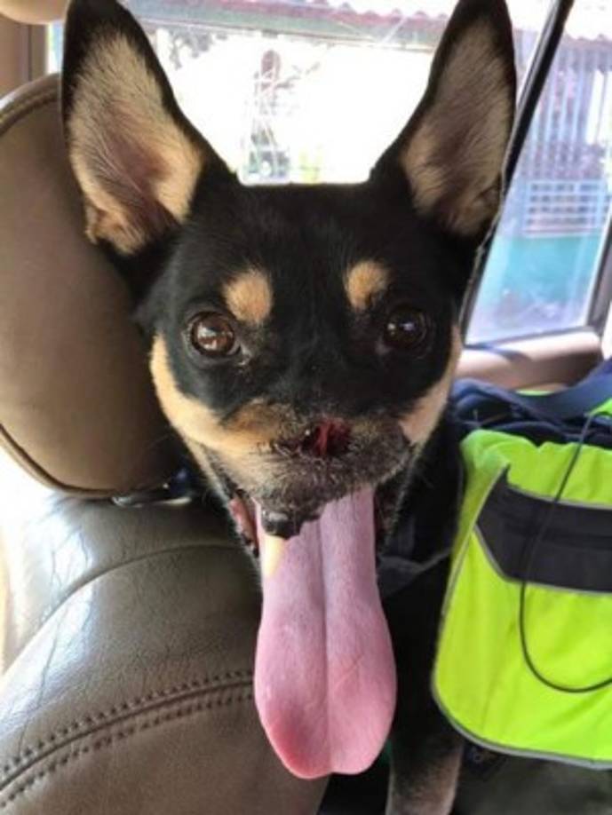 Foto:Duke el Guerrero@DukeelGuerrero