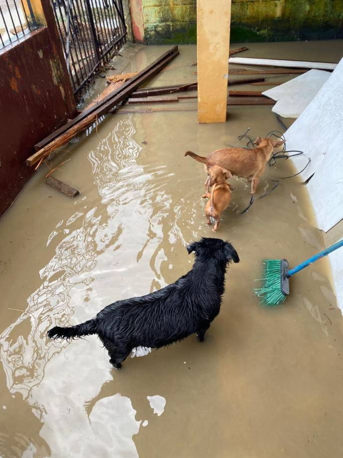 Tres perritos se movían entre las aguas en la colonia San Miguel.