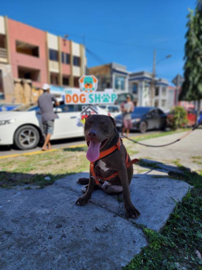 La nueva vida de Rocky: nuevos amos le regresaron la felicidad
