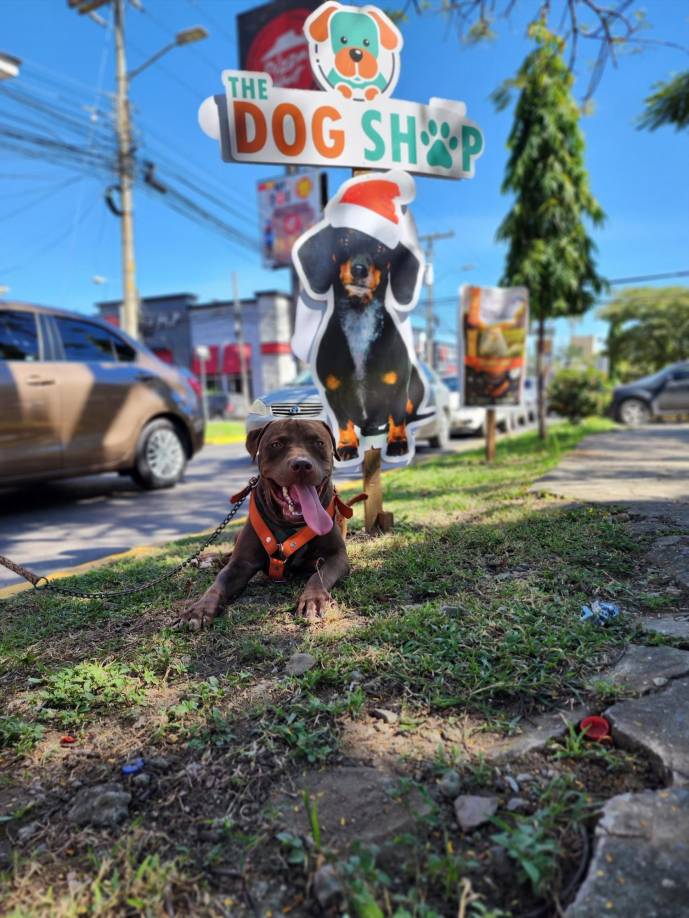La nueva vida de Rocky: nuevos amos le regresaron la felicidad