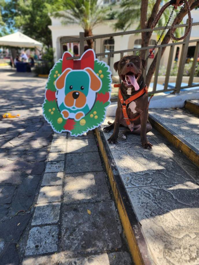 Rocky se muestra como un perro apacible y juguetón.