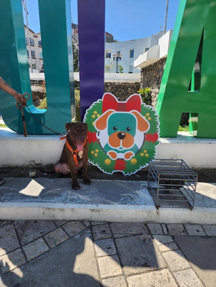 El can fue adoptado, en primera instancia, por una casa protectora de animales en Lempira. Rocky presentaba varios golpes proferidos, supuestamente, durante el ataque en el que murió la menor. Indicios describen que el perro, mascota de la familia, habría intentado defender a la menor del ataque en que la menor murió.