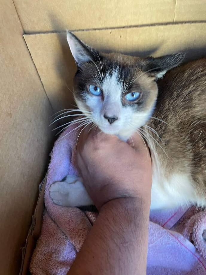 La denunciante explicó que él tiene dos perfiles de Facebook falsos: uno bajo el nombre de “Alejandra Martínez” y otro con la identidad de “David Alejandro Argueta”.