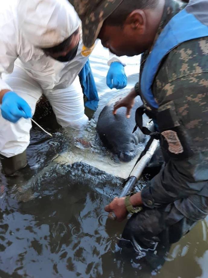 Asimismo, especialistas del Servicio Nacional de Sanidad y Calidad Agroalimentaria (Senasa) asistieron al animal bajo estrictos protocolos debido al brote de gripe aviar que ha enfermado a pelicanos en Puerto Cortés y municipios costeros aledaños. 