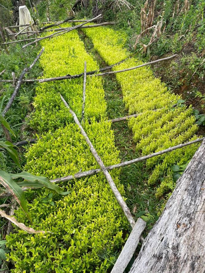 Militares llegaron hasta el cerro Las Nubes, en el sector de Sacanlí. Allí, detectaron alrededor de 297,000 arbustos de hoja de coca a inmediaciones del narcolaboratorio. 